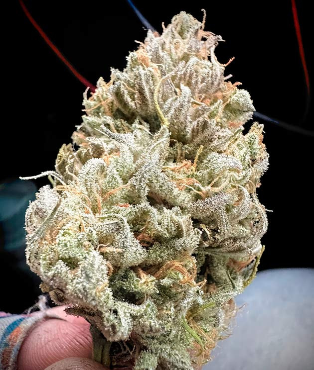 Созревшая шишка сорта Shawty R1