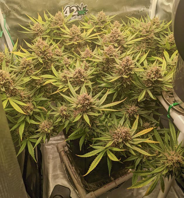 Планирование сбора урожая