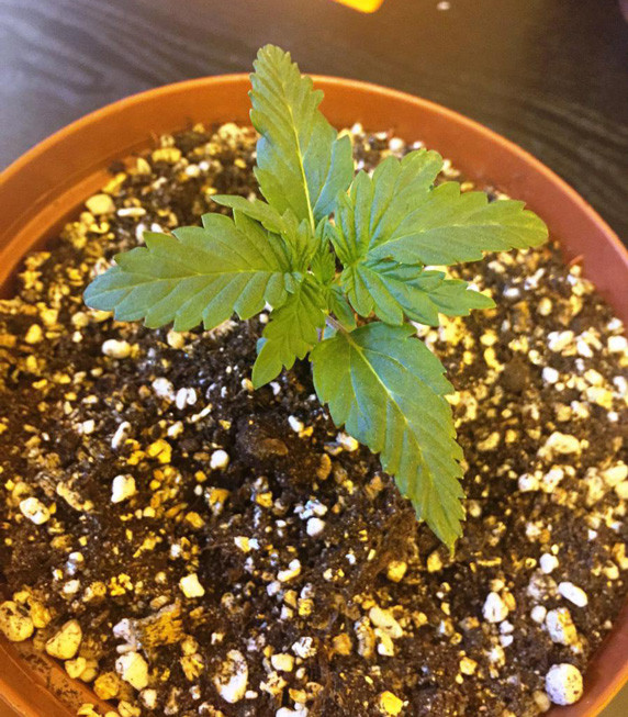 Jack Herer высотой 8 см