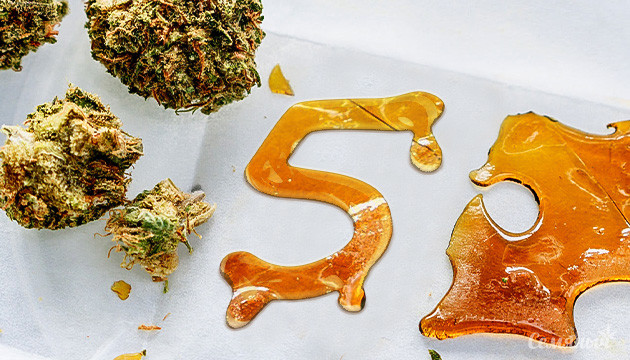 Производство концентратов конопли в 2024