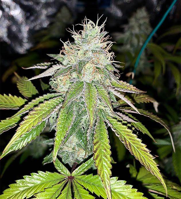 Подготовка к харвесту Notorious THC