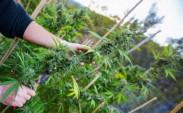 Этилен – гормон созревания и завершения цикла