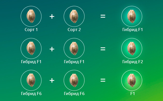 Гибриды каннабиса F1: превосходные качества нового поколения