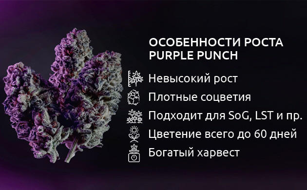Методики культивации Purple Punch