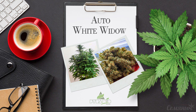 Сорт конопли Auto White Widow от Pyramid Seeds