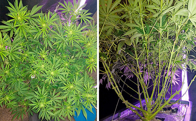 Цветение марихуаны Tutankhamon от Pyramid Seeds