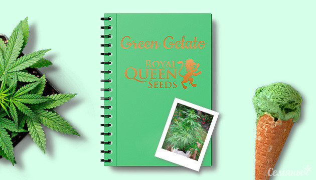 Гроурепорт сорта марихуаны Green Gelato