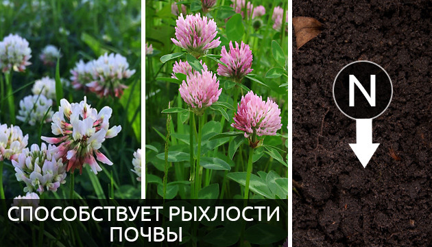 Клевер способствует разрыхлости почвы