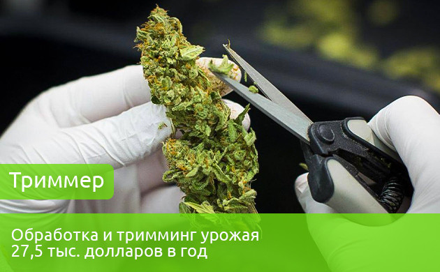 Зарплата триммера 27,5 тыс. долларов в год