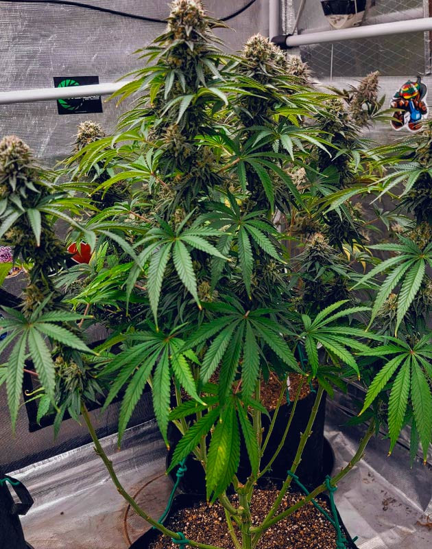 Финальный прирост бутонов DDoS #33