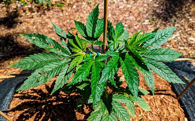 Куст Gorilla Cookies FF от FastBuds на 6-7 неделе