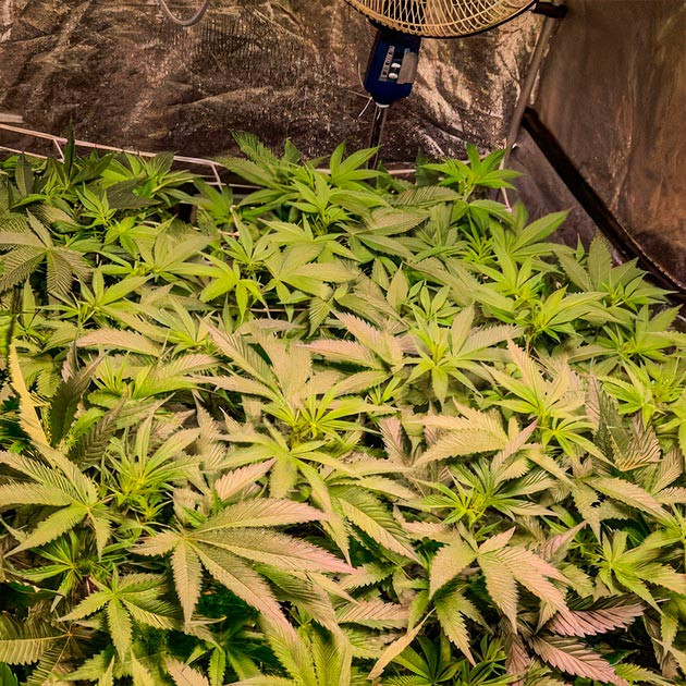 Green Crack 2.0: активное формирование соцветий