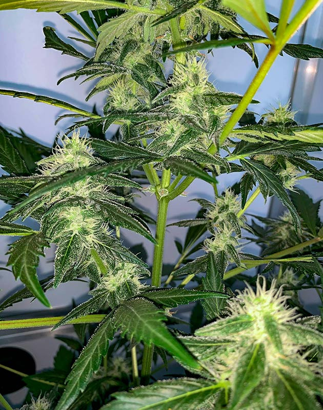 Куст Zkittles Auto от Семяныча на 7 неделе выращивания