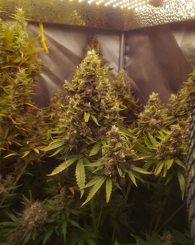 предхарвест кустов Bruce Banner #3 Fast