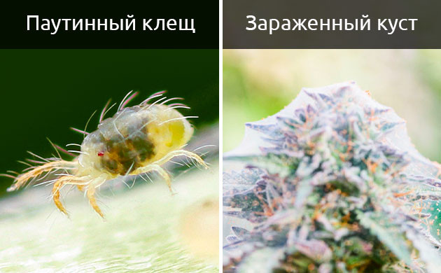 Паутинный клещ и последствия его появления