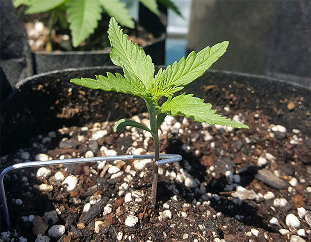 Кустик сорта Auto White Widow