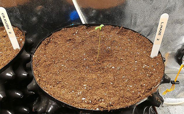 Длинный и худой стебель ростка