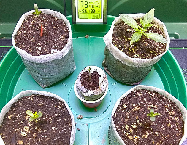 Уход за саженцами Vanilla Frosting