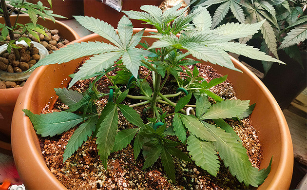 Растягивание нижних ветвей методом LST