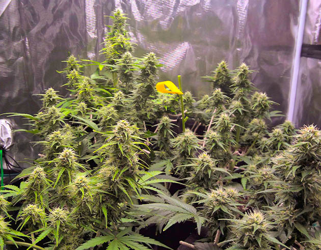 Стимулятор цветения для Afghan Kush Ryder Auto