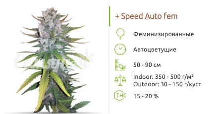 + Speed Auto от Sweet Seeds