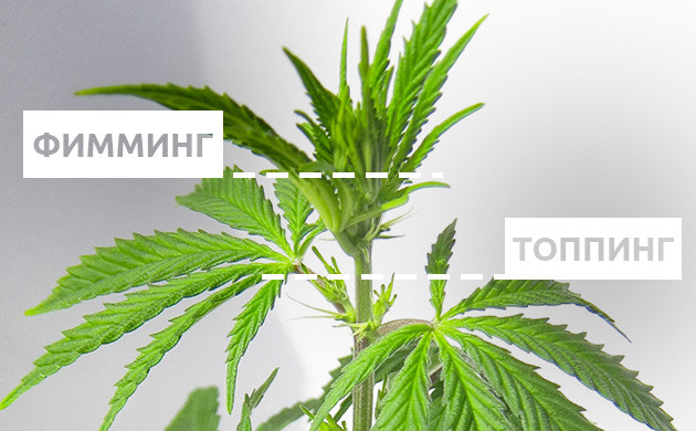 Как делать FIMming конопли