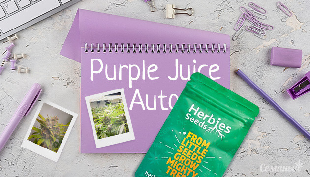 Гроурепорт по выращиванию сорта Purple Juice Auto в гидре