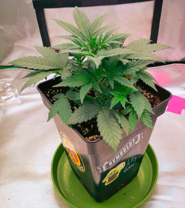 Конопля ростом 17 см