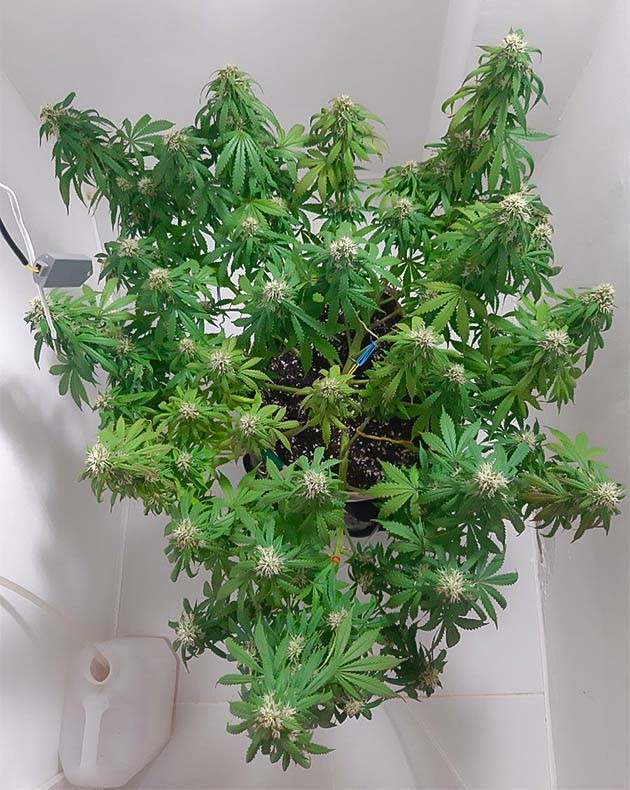 Полив Critical Orange Punch Auto