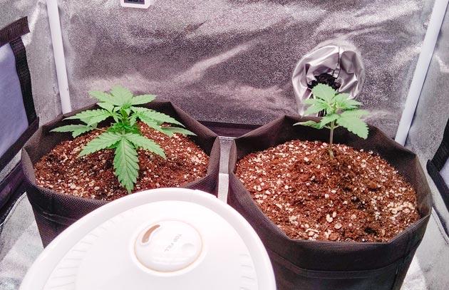 Растишки Florida Sunrise Auto и Pink Rozay Auto на 3 неделе