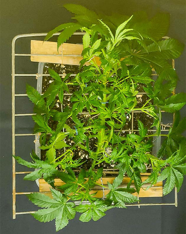 Избыток питательных веществ куста Glue Sherbert