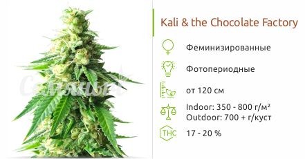 Kali & the Chocolate Factory fem (KFC Seeds)