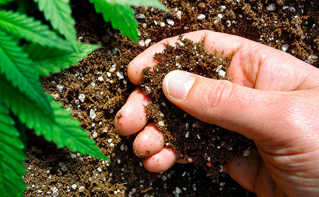 Использование диоксида кремния при выращивании конопли