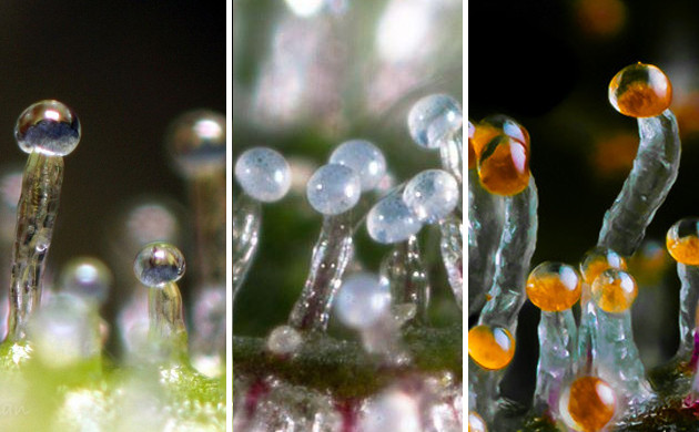 Состояние трихом от прозрачного до янтарного