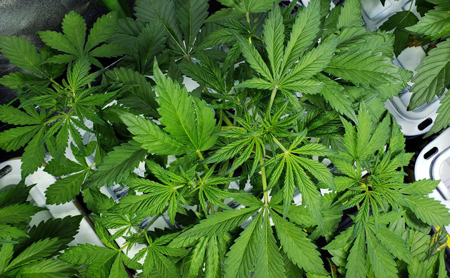 Куст LSD Auto вид сверху