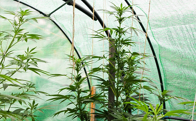 Цветение на 14 неделе