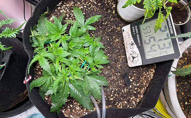 Приземистый подогнутый куст конопли