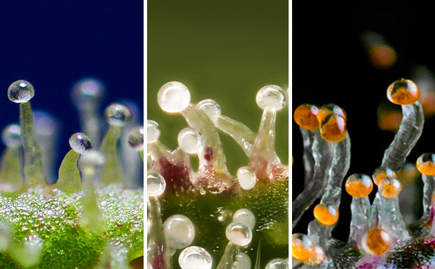 Трихомы от прозрачного цвета до янтарного