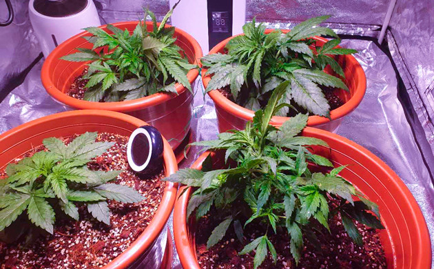 Кусты разного размера в гроубоксе