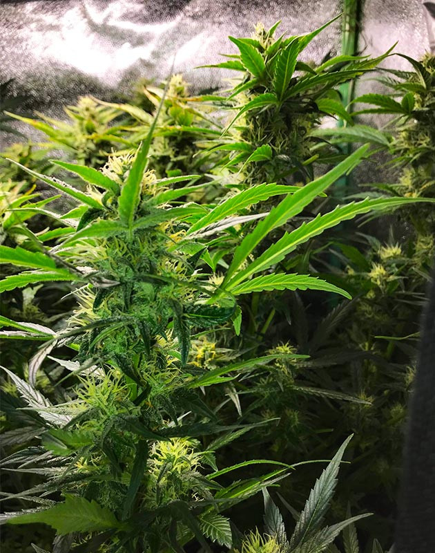 Бутон ​Lemon Pie Auto