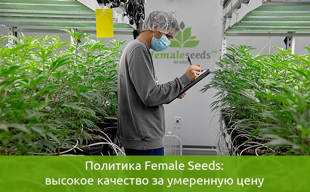 Female Seeds сегодня