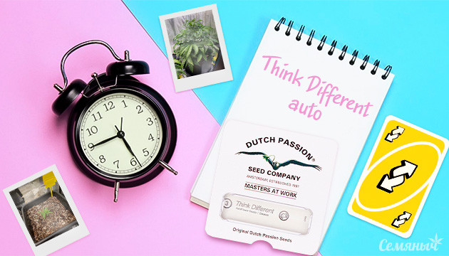 Выращивание сорта Think Different Auto