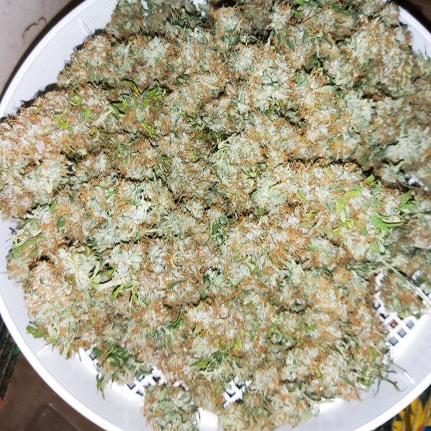 Собранные шишки Super Skunk Auto