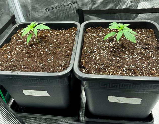 Ростки Biscotti Mintz от Barney's Farm на 2 неделе выращивания