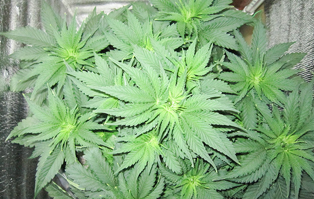 Dozy Cookies: подготовка к цветению