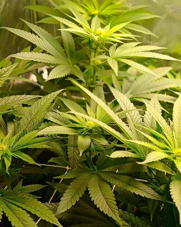 Куст Jealousy Kush от Seedkeepers на стадии цветения