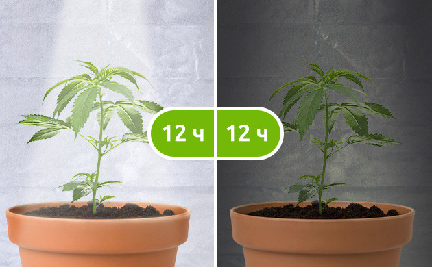 Режим освещения 12/12