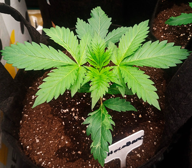 Формирование новых листьев конопли