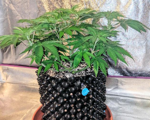 Куст Sapphire OG от Humboldt Seed Organization на 6 неделе