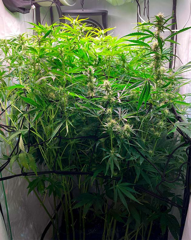 Небольшие шишки с белыми волосками на растении конопли